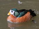 African Pygmy Goose (WWT Slimbridge May 2013) - pic by Nigel Key